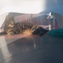 La Gattara Cat Cafe - Coffee Shops