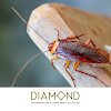 Diamond Exterminators gallery
