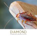 Diamond Exterminators - Pest Control Services