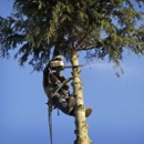 Eckman Tree Service - Tree Service