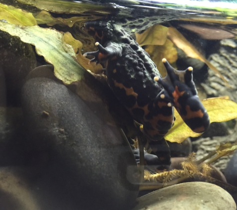 PetSmart - Port Saint Lucie, FL. Fire belly toads are still doing very well. I have a snail, some ghost shrimp and two fancy mollies. They all love their habitat.