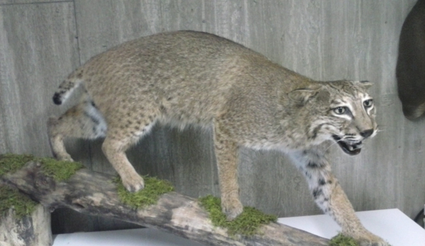 Ron's Taxidermy - Richmond, OH. Taxidermist