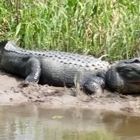 Dragon Lady Airboats