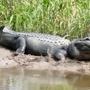 Dragon Lady Airboats