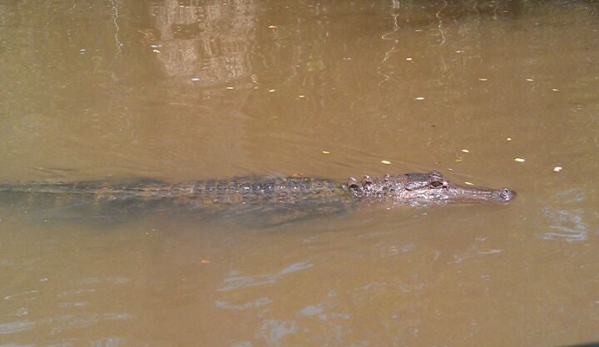 Honey Island Swamp Tours