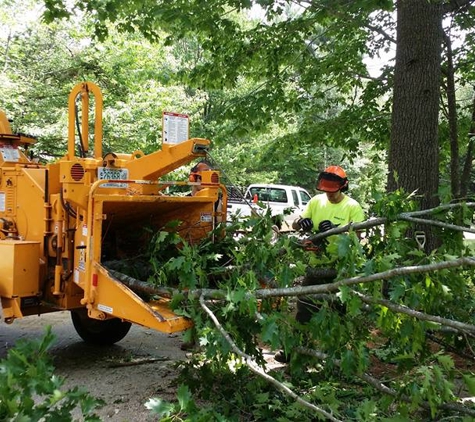 Tree Specialist Tree Service - clio, MI