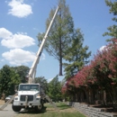 T & M Tree Service - Tree Service