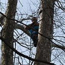 Meritt's  Tree Service - Tree Service