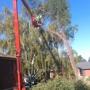 Nye's Tree Service & Stump Removal