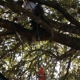 Greene Tree Service