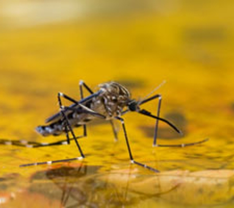 Blue Ridge Mosquito Control - Charlotte, NC
