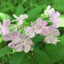 Caesar Creek Gorge State Nature Preserve - Parks