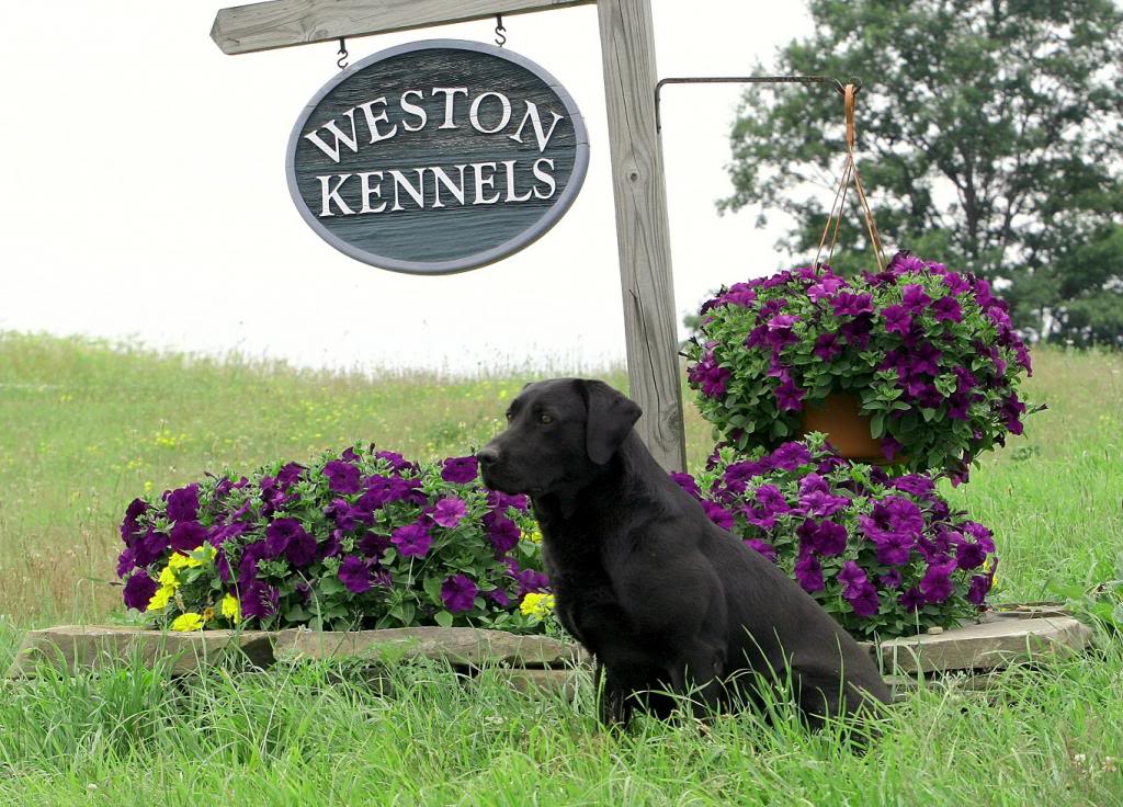 Weston Boarding Kennels Westerlo, NY 12193