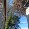 California Professional Tree Service gallery