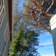 California Professional Tree Service