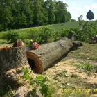 Harver Tree Service