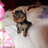 Lil Debbie's Darling Pets gallery