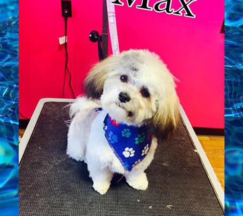 Carli's Pet Grooming - Bellevue, IA