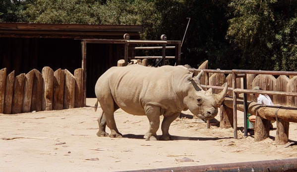 Wildlife World Zoo & Aquarium - Litchfield Park, AZ. White Rhinoceros.