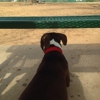 Wiggly Field Dog Park gallery