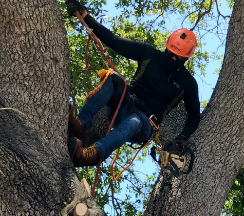 Full Tree Services - Davie, FL