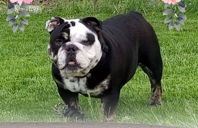 big bulldog