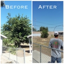 Gutierrez Tree Service - Tree Service