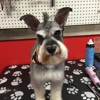 Best Lil Grooming Shop in Texas gallery