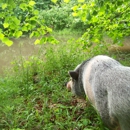 Potbelly Pig Boarding - Animal Shelters