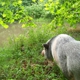 Potbelly Pig Boarding