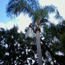 Creeds Tree Service - Tree Service