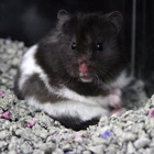 Uncle Bill's Pet Centers Fort Wayne