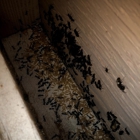 Quality Pro Pest & Wildlife Services