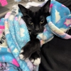 Bridgeview Pet Wellness Clinic gallery