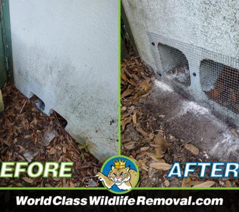 World Class Wildlife Removal & Rodent Remediation - Sarasota, FL