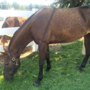 Sweetwater Equestrian Center - Horse Boarding