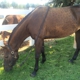 Sweetwater Equestrian Center