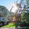 Jackson Tree  Service gallery