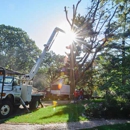 Jackson Tree  Service - Tree Service