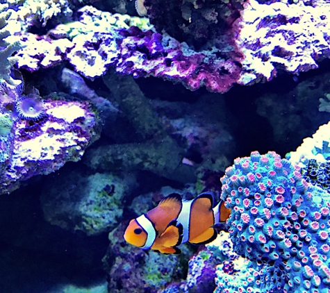 Tong's Tropical Fish & Pets - Fountain Valley, CA