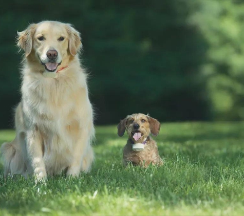 Dog Containment Systems - Olney, MD