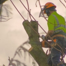 Smith Tree Care Experts LLC - Tree Service