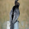 Everglades Excursions gallery