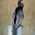 Everglades Excursions