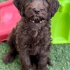 Loving Labradoodles gallery