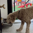 Posh Pooch Resort - Pet Services