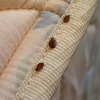 Phoenix Bed Bug Expert gallery