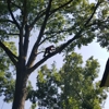 Davis Brothers Tree Care, Inc gallery