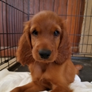 Jody Bruce Irish Setters - Pet Breeders