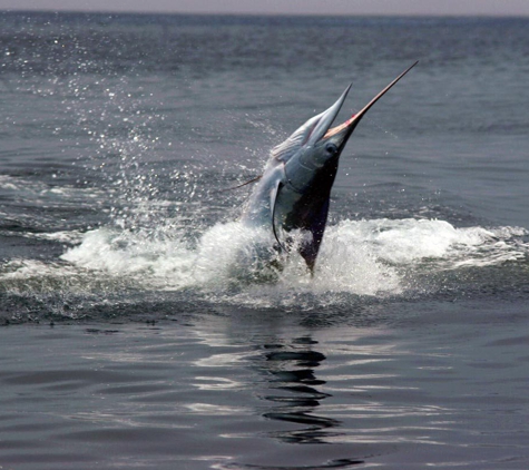 Ecuagringo - Marlin Fishing - Boca Raton, FL